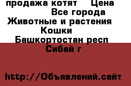 продажа котят  › Цена ­ 15 000 - Все города Животные и растения » Кошки   . Башкортостан респ.,Сибай г.